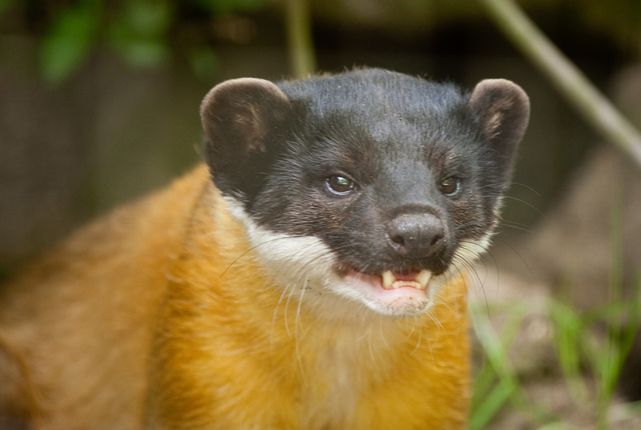  p>黄喉貂(学名: i>martes flavigula /i>):共有10个 a target="