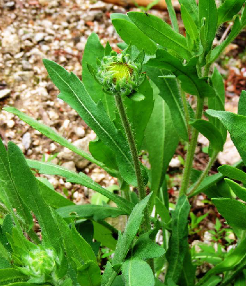  p>毛连菜,中药名.