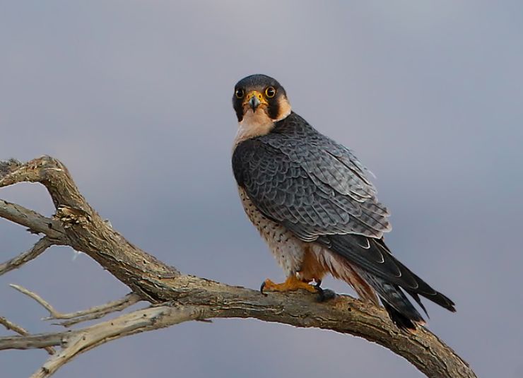  p>拟游隼(学名: i>falco peregrinus pelegrinoides /i>):是鸟纲,隼