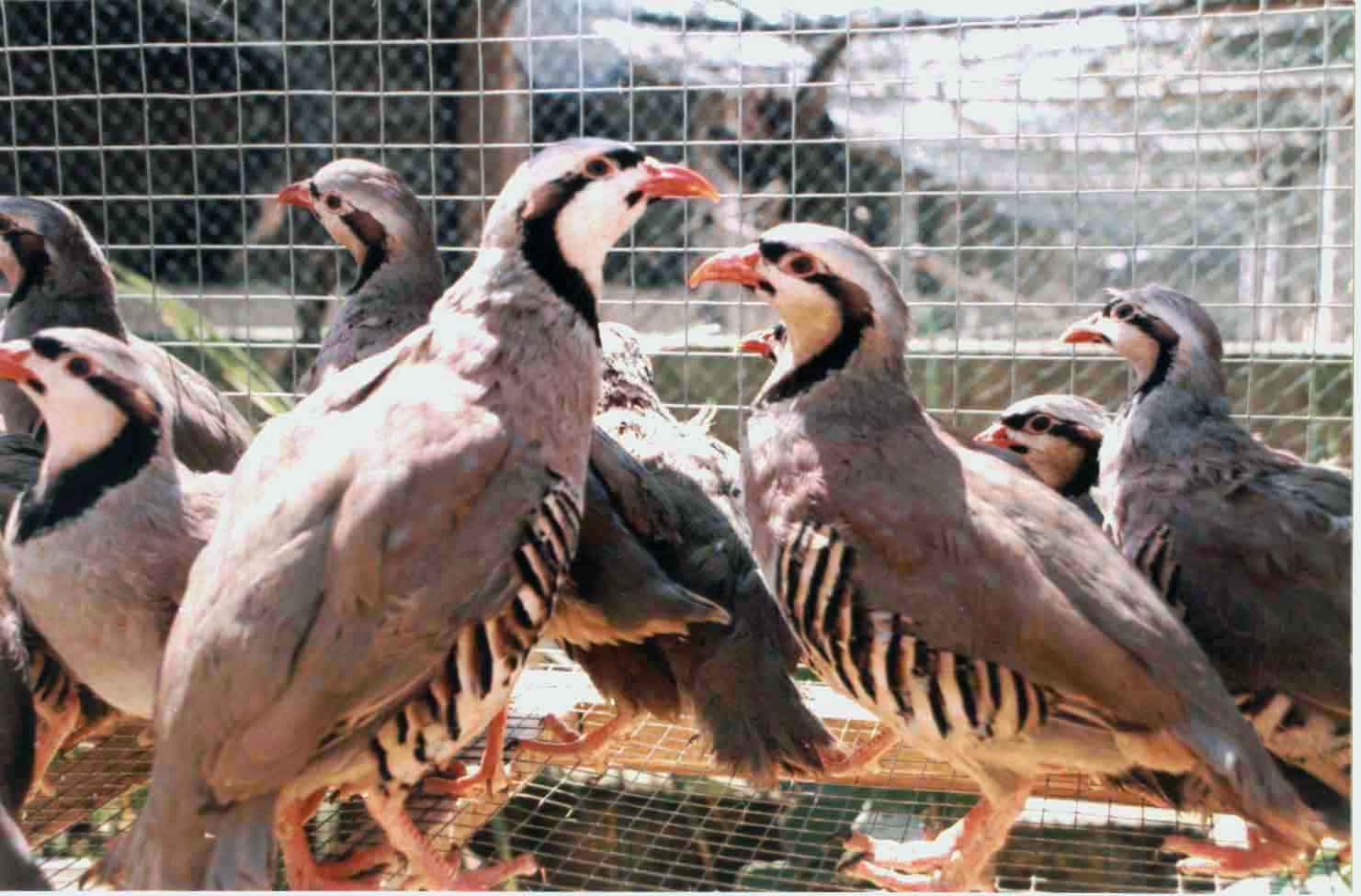  p>黑鹧鸪是鸟类的一种.