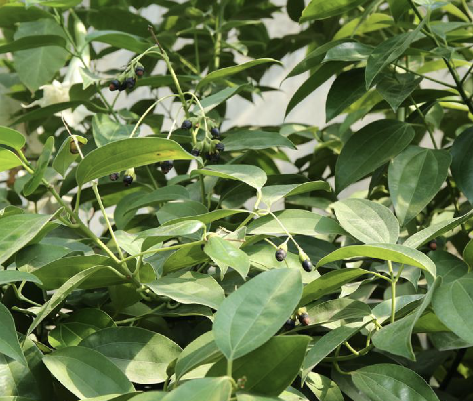  p>兰屿肉桂(学名: i>cinnamomum kotoense /i> kanehira et sasaki)