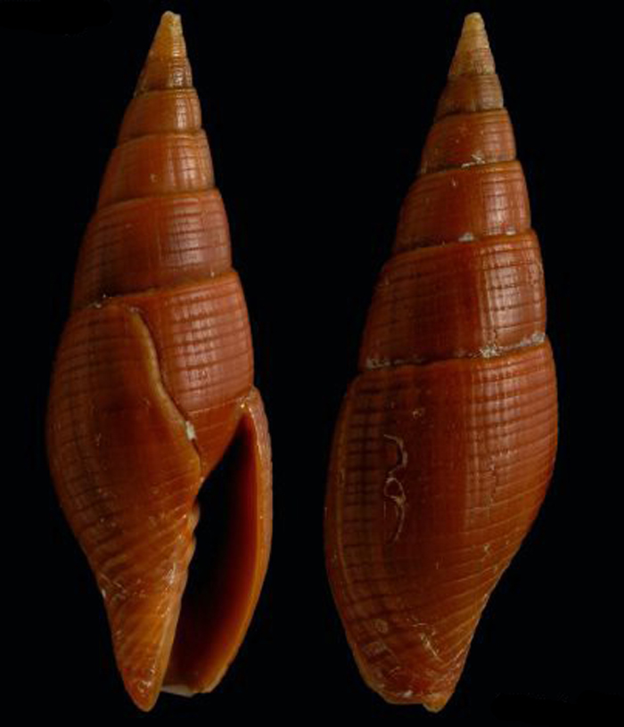  p>瘦果笔螺是一种新腹足目,笔螺科类生物.螺壳尺寸32 mm.