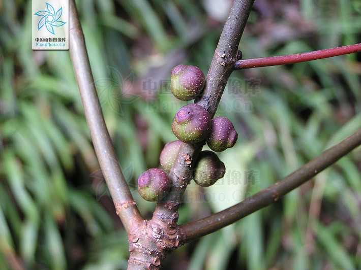  p> b>异叶榕 /b>(学名: i> b>ficus heteromorpha /b> /i>)为桑科榕