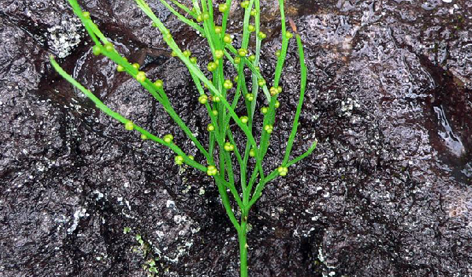  p>小型蕨类,通常附生.根茎横行,仅具假根,多回二叉分枝. /p>