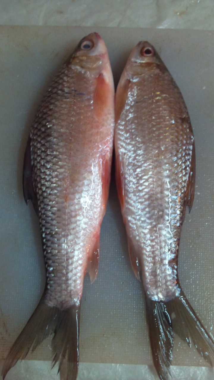 molitorella /i>),俗称土鲮,鲮公,隶属于鲤形目,鲤科,野鲮亚科,鲮属