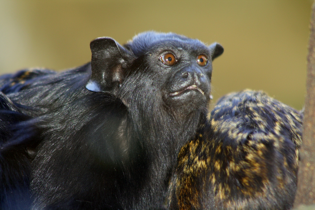  p>赤掌柽柳猴(golden-handed tamarin, midas tamarin, red-handed