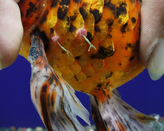  p>烂尾病是淡水鱼的主要病害之一,严重时尾部烂掉,骨骼外露,可引起病