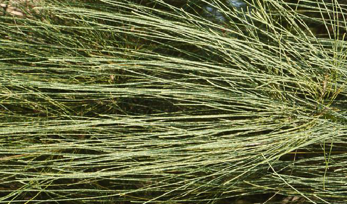 木麻黄(木麻黄和马尾松的区别)