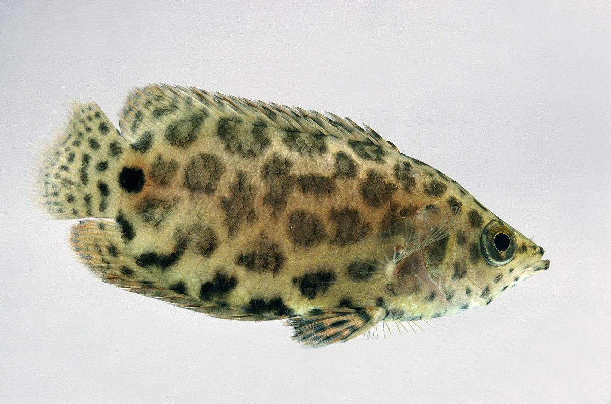 原产于非洲中部刚果河流域.学名小点非洲攀鲈.