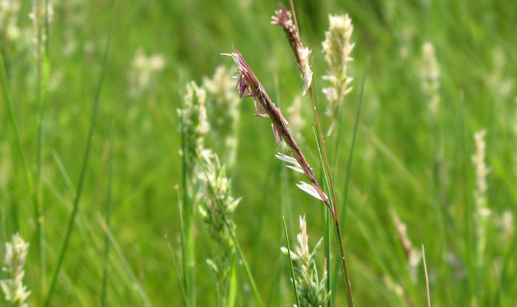  p>大米草(学名: i>spartina anglica  /i>hubb.