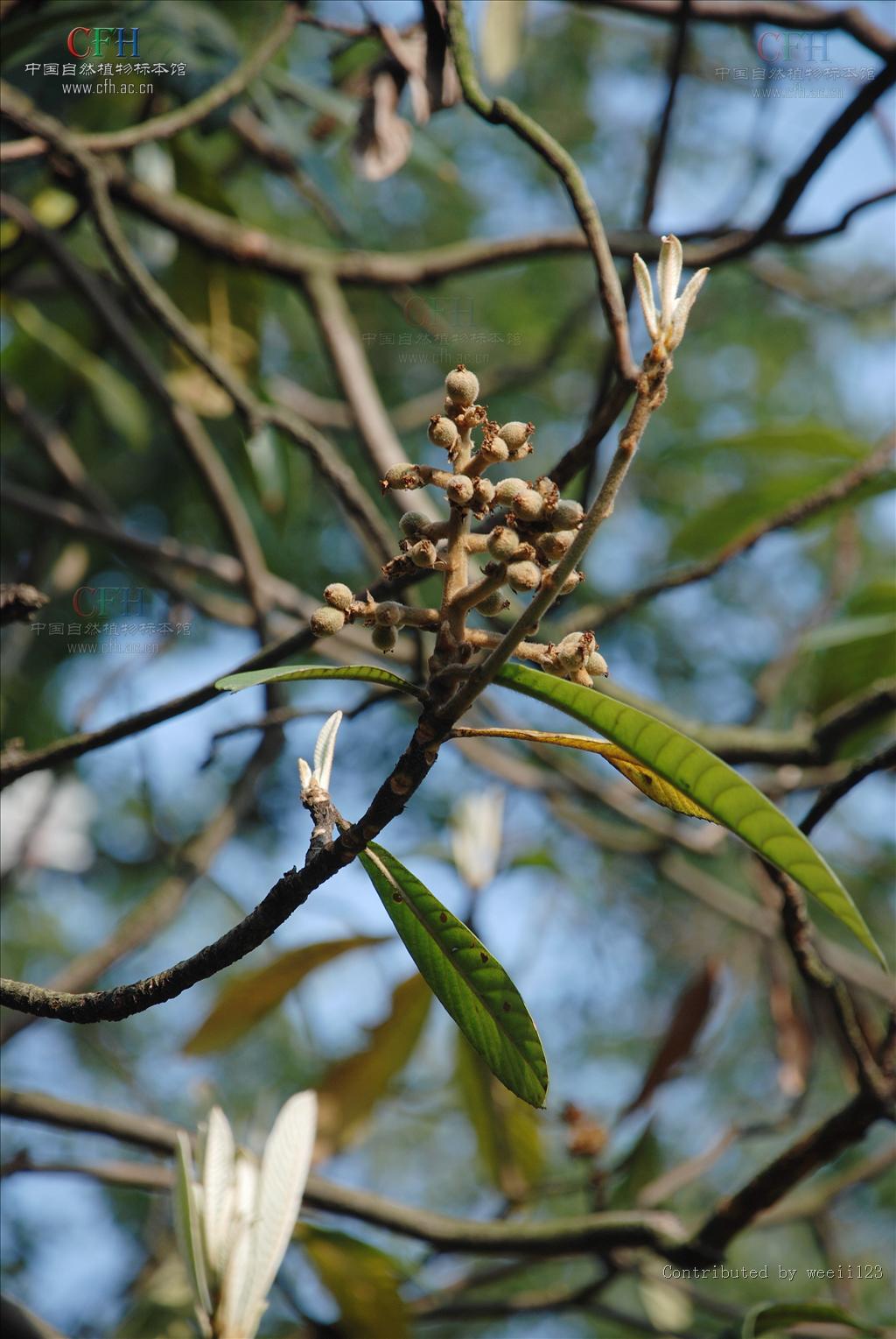  p>枇杷(学名: i>eriobotrya japonica  /i>(thunb.) lindl.