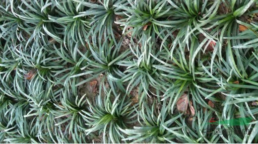 日本矮麦冬 百度百科