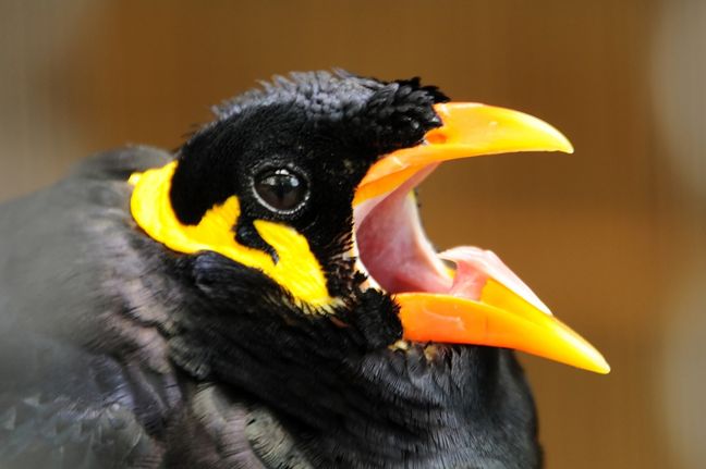  p>鹩哥(学名: i>gracula religiosa /i>):是 a target="_blank" href