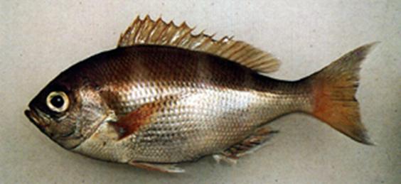  p>二长棘鲷,分布于北太平洋西部.我国产于南海和东海南部.