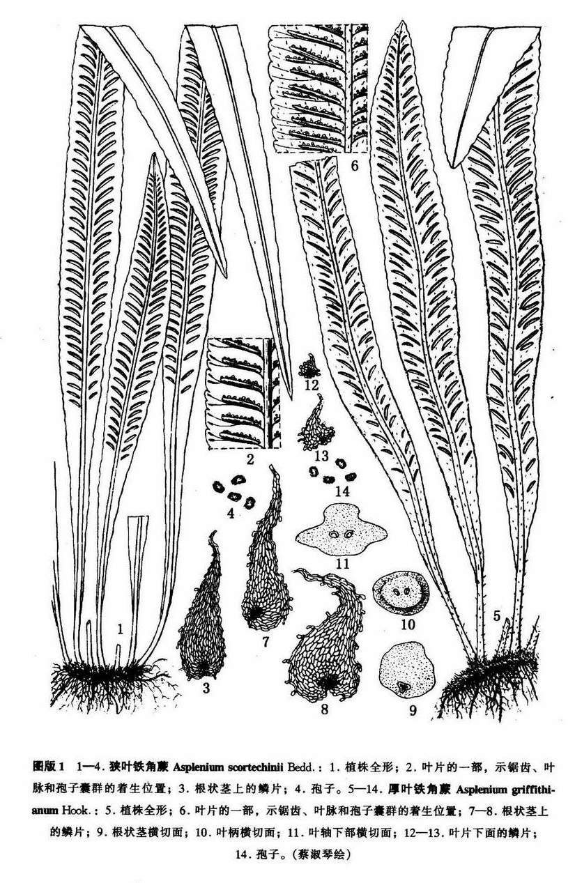 asplenium scortechinii bedd.