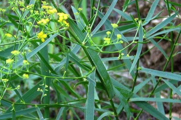  p>小柴胡(common goldenrop),伞形科 a href="#" data-lemmaid="