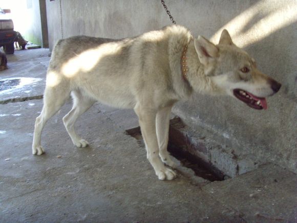 杂交狼狼混血串种狼