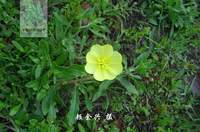  p>裂叶月见草,拉丁文名:oenothera laciniata hill.
