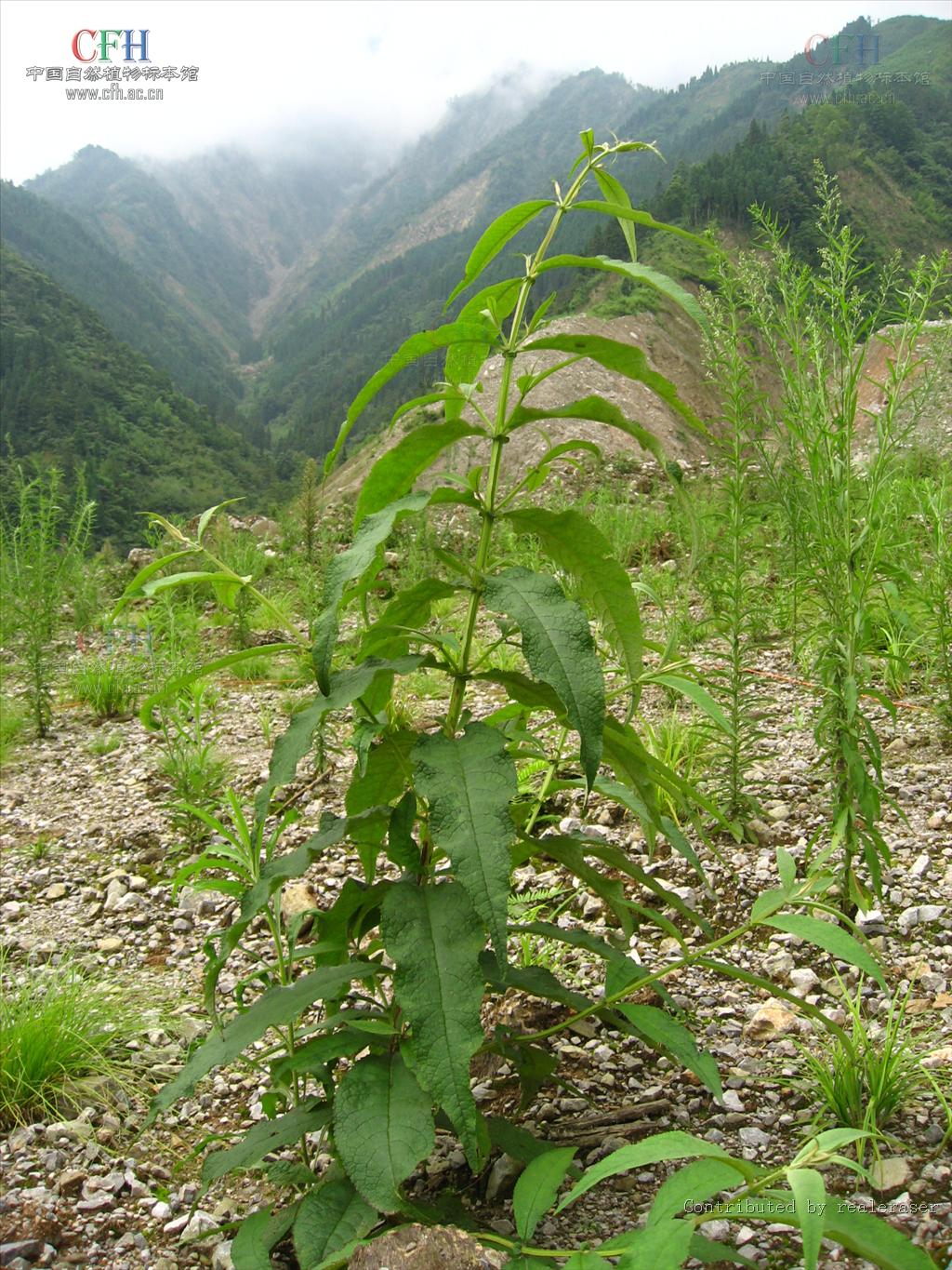 是马钱科醉鱼草属植物.花期4-10月,果期6-12月.