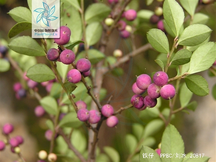 为紫金牛科铁仔属植物铁仔 i>myrsine africana /i> linn.的根或枝叶.