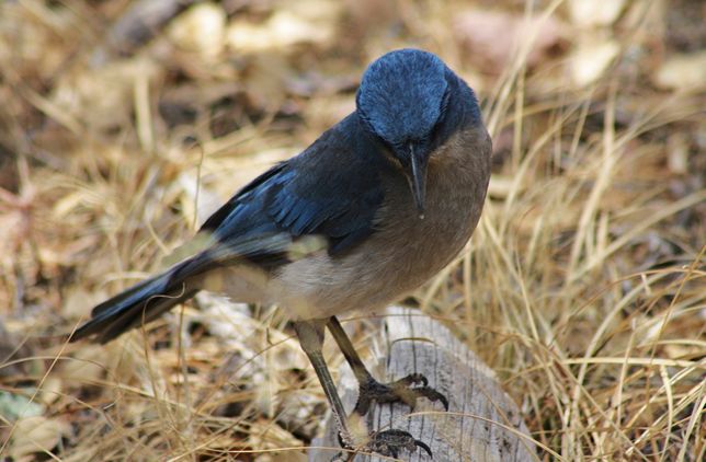  p>灰胸丛鸦(学名: i>aphelocoma ultramarina /i>)共有6个亚种,栖息