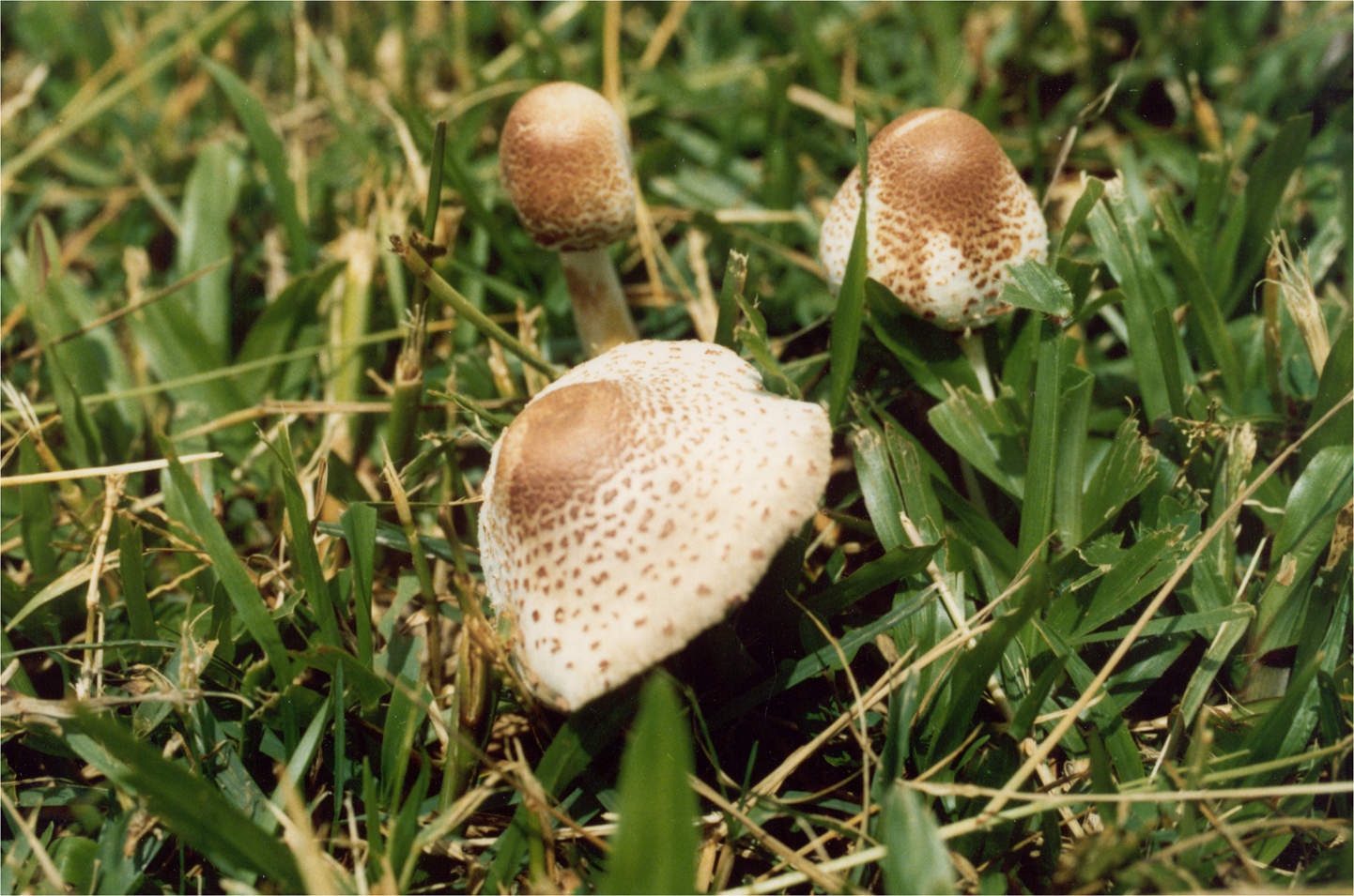  p>肉褐鳞环柄菇有毒,分布在 a href="#" data-lemmaid="65777">河北 