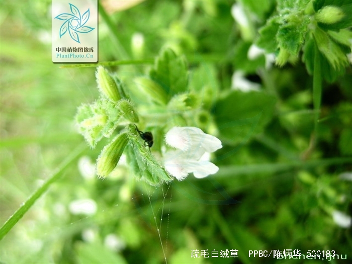  p>疏毛白绒草多年生草本生于山坡,路旁灌丛.