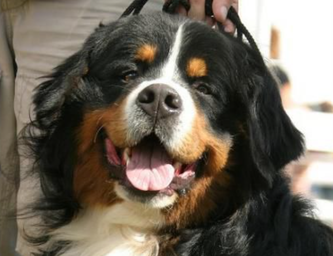  p>伯尔尼兹山地犬原产国瑞士,起源于公元前100年.