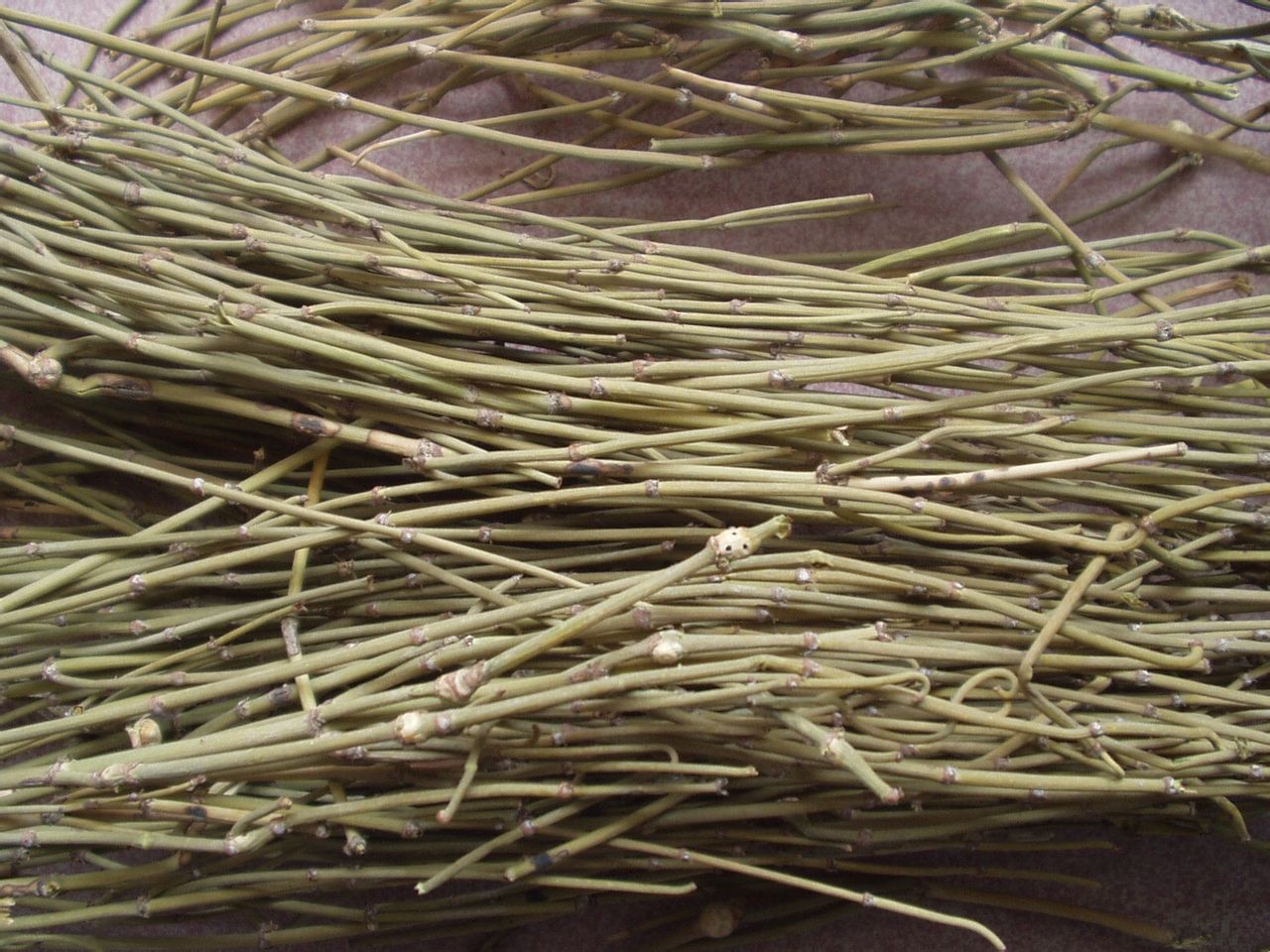 麻黄草