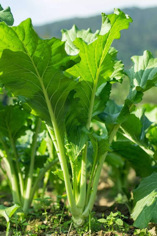  p>福田菜心,广东省惠州市 a target="_blank" href="/item/博罗县