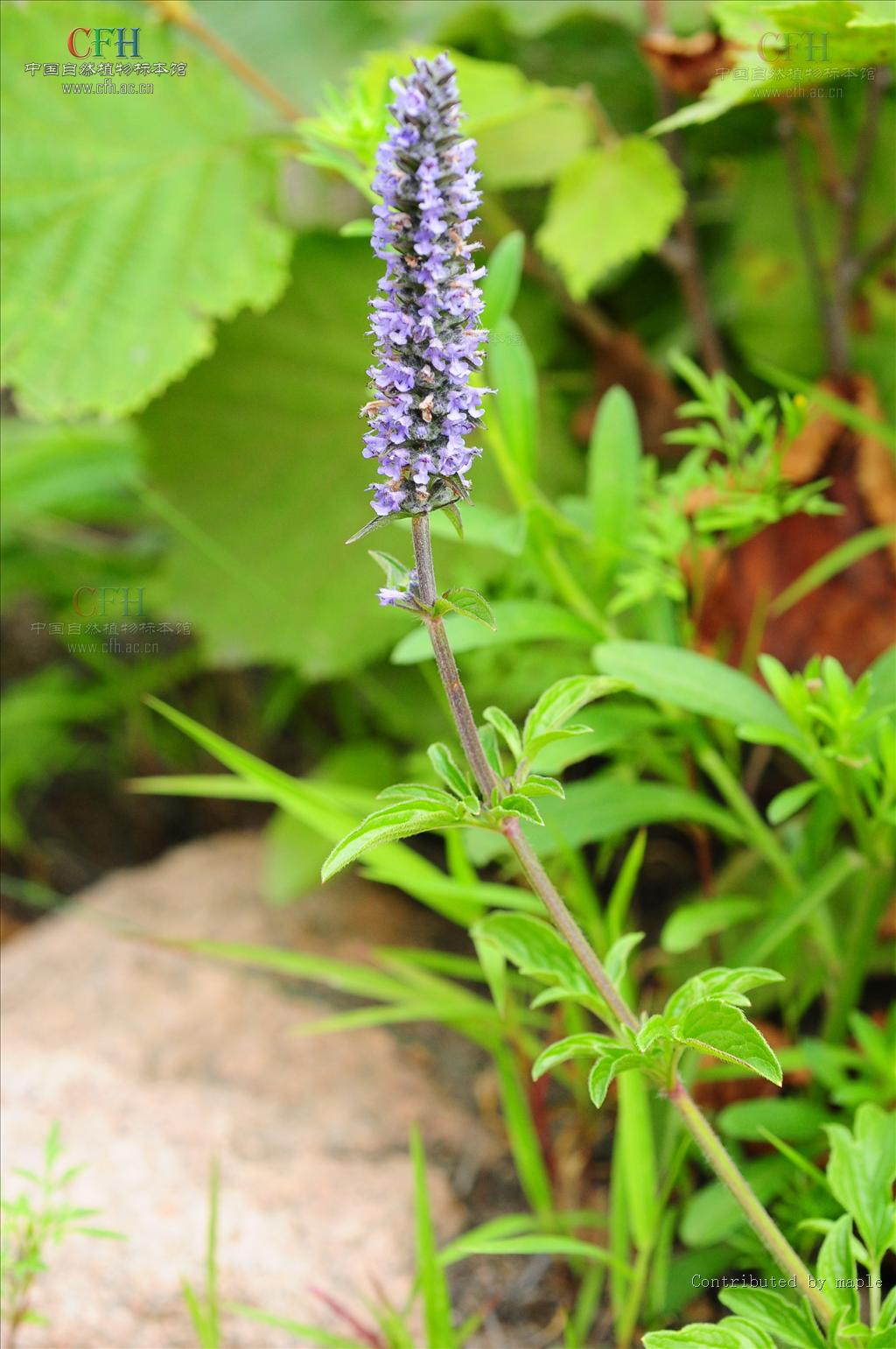  p>裂叶荆芥属( a target="_blank" href="/item/学名/8074290" data