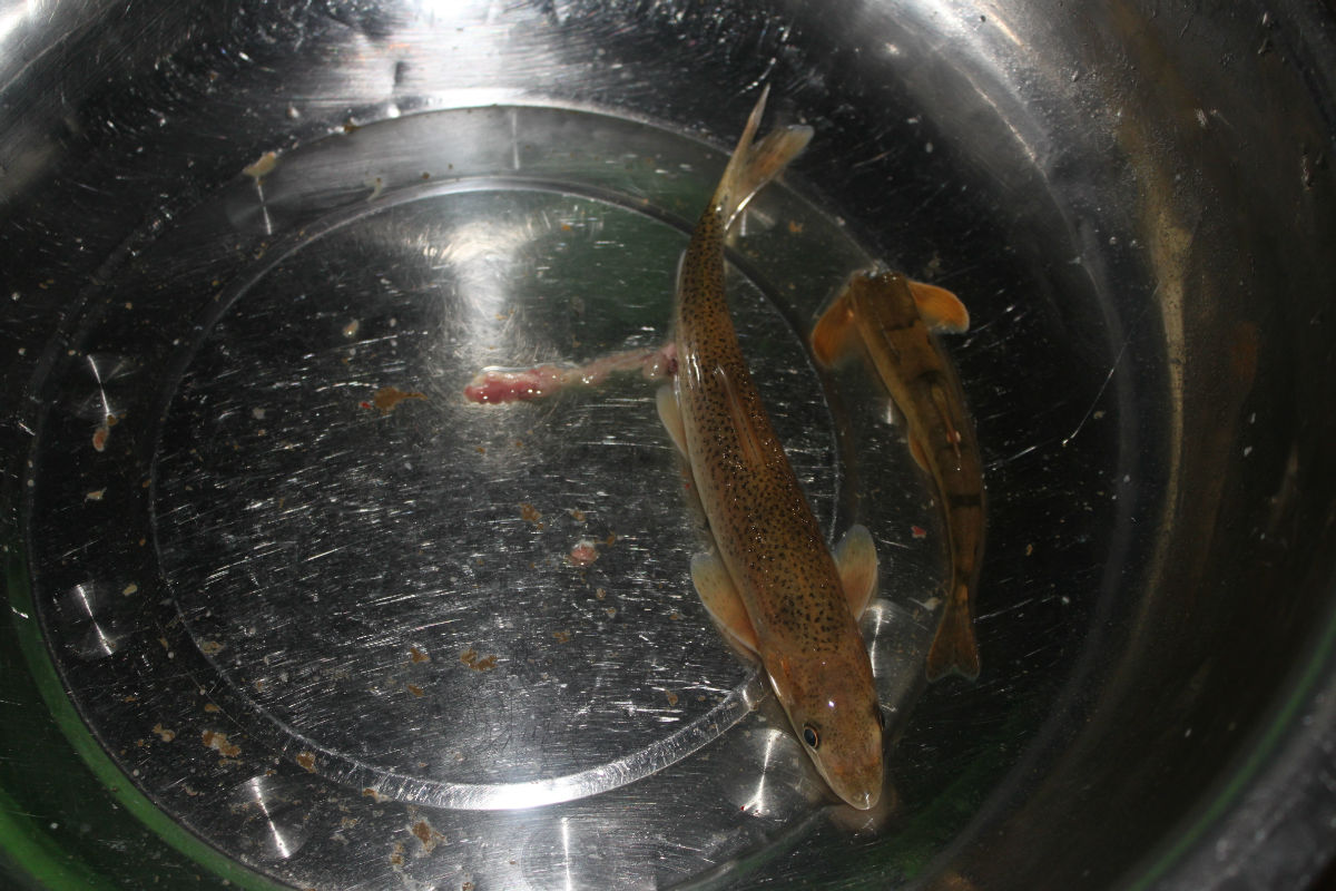  p>青海湖裸鲤(学名: i>gymnocypris przewalskii /i>)是鲤科,裸鲤属