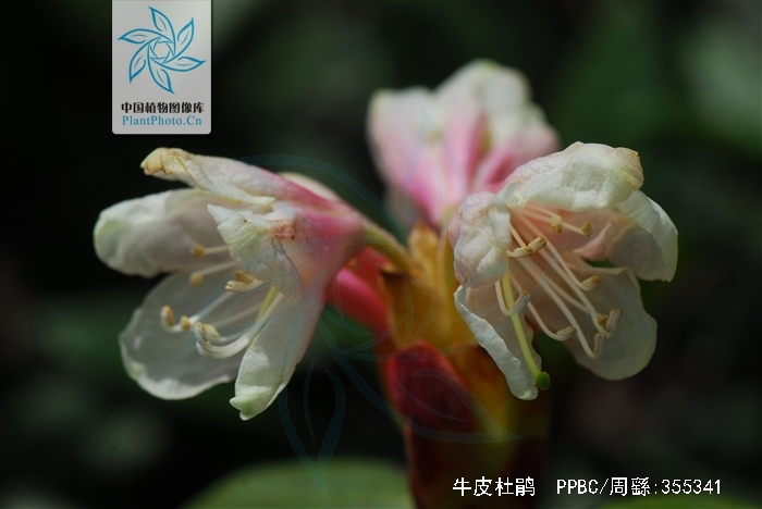  p>牛皮杜鹃(学名: i>rhododendron aureum /i> georgi):常绿矮小 a