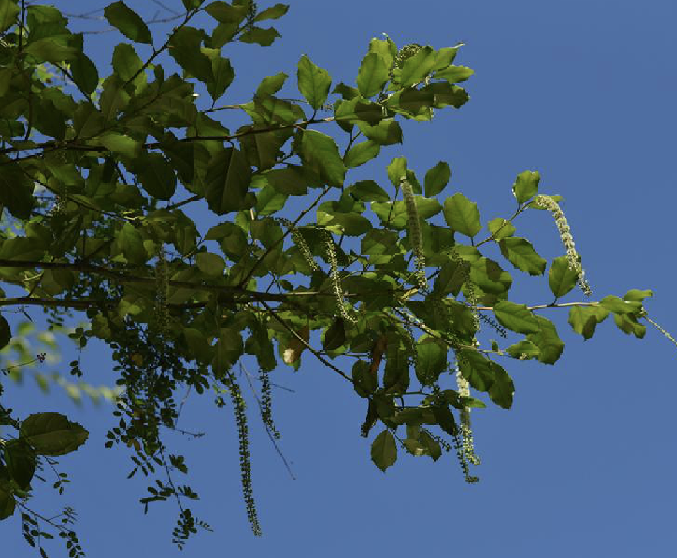  p>冬青叶鼠刺(学名: i>itea ilicifolia /i> oliv.