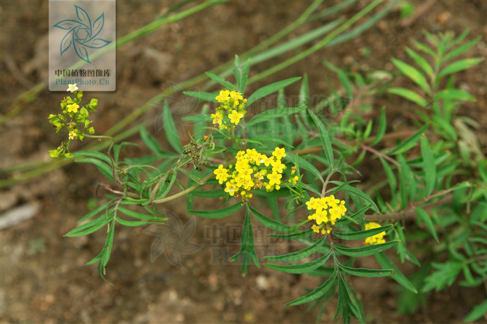  p>窄裂委陵菜(学名: i>potentilla angustilobayu et li /i>)是蔷薇
