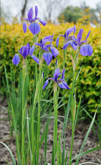  p>北陵鸢尾(学名: i>iris typhifolia /i>  kitag.