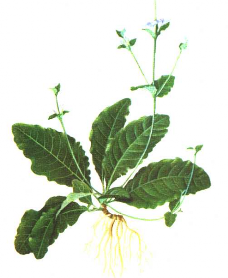 为爵床科植物地皮消 i>pararuellia delavayana  /i>(baill.)e.