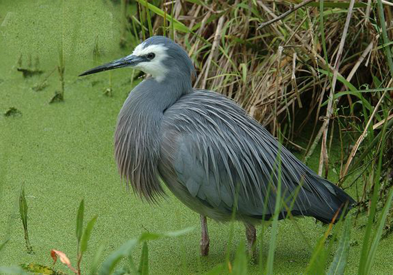 egretta novaehollandiae