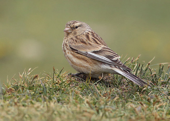  p>黄嘴朱顶雀(学名: i>linaria flavirostris /i>):为燕雀科金翅雀属