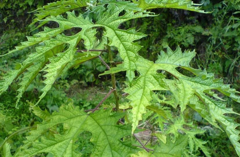 是荨麻科艾麻属植物,乔木,灌木或草,常有刺毛;叶互生,全缘或有齿缺