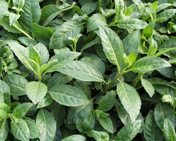 金鸡毛草
