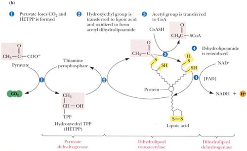  p>丙酮酸脱氢酶复合物( pyruvate dehydrogenase complex, pdhc) 是