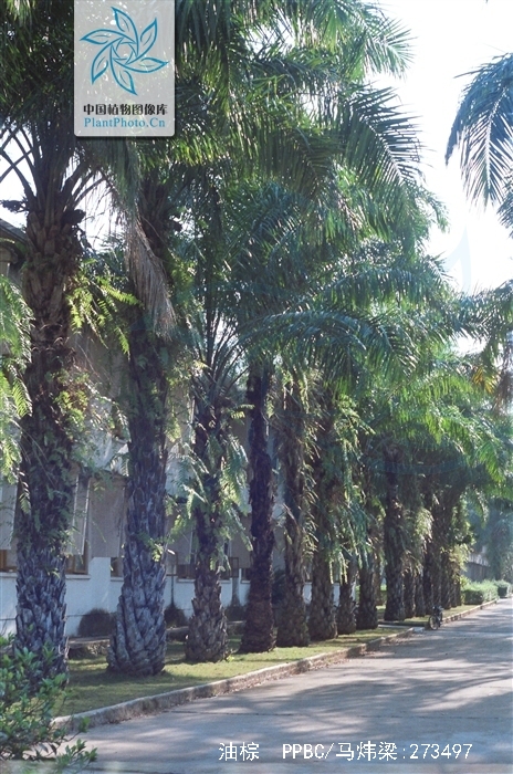是棕榈科,油棕属直立 a href="#" data-lemmaid="33239">乔木 /a>状