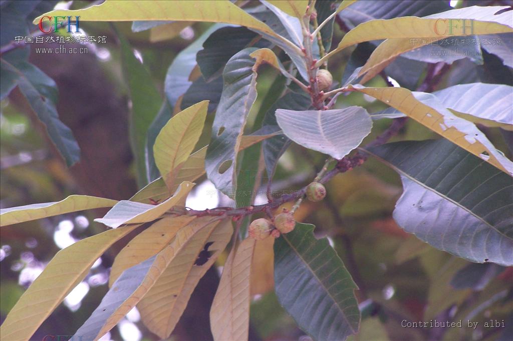  p>大叶栎(学名: i>quercus griffithii  /i>hook. f.