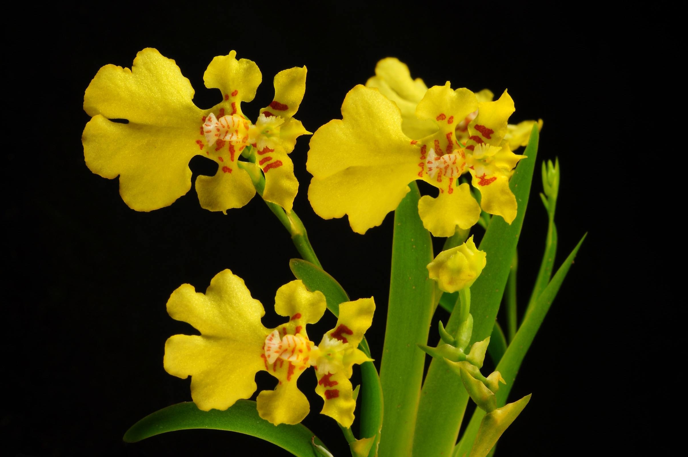  p>文心兰( i>oncidium hybridum /i>),又名吉