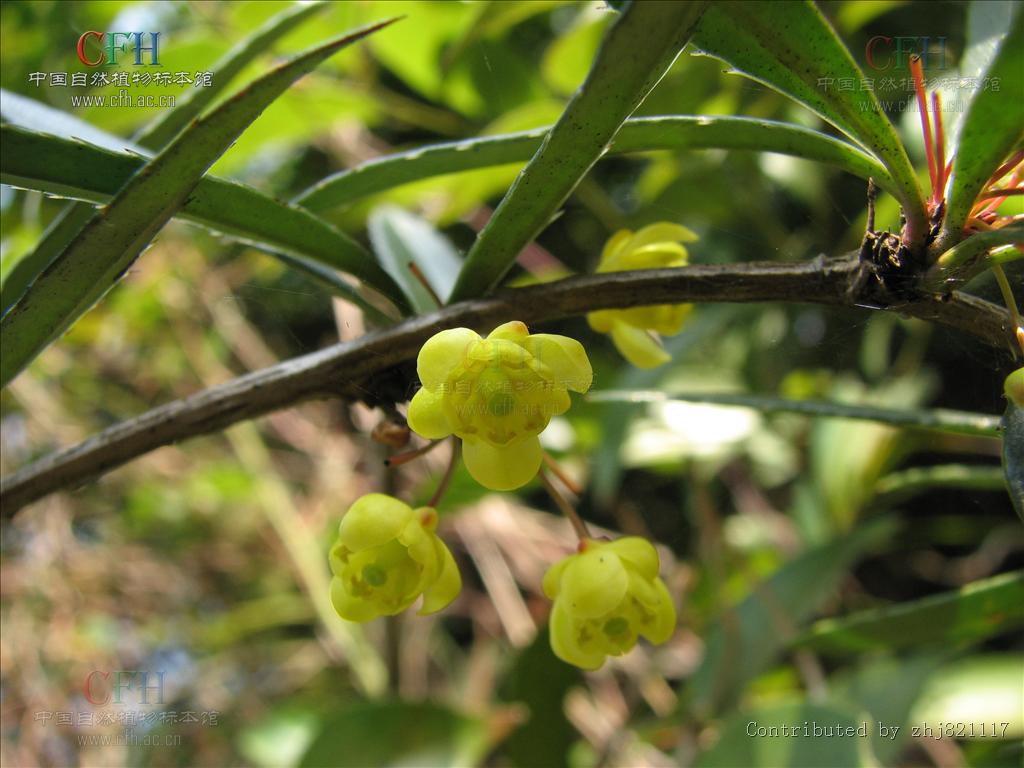 berberis soulieana schneid.