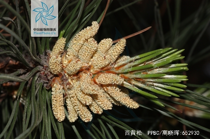  p>西黄松(学名: i>pinus ponderosa /i> dougl. ex laws.