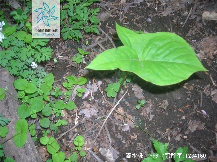  p>石蜘蛛,中药名.又名滴水珠等.