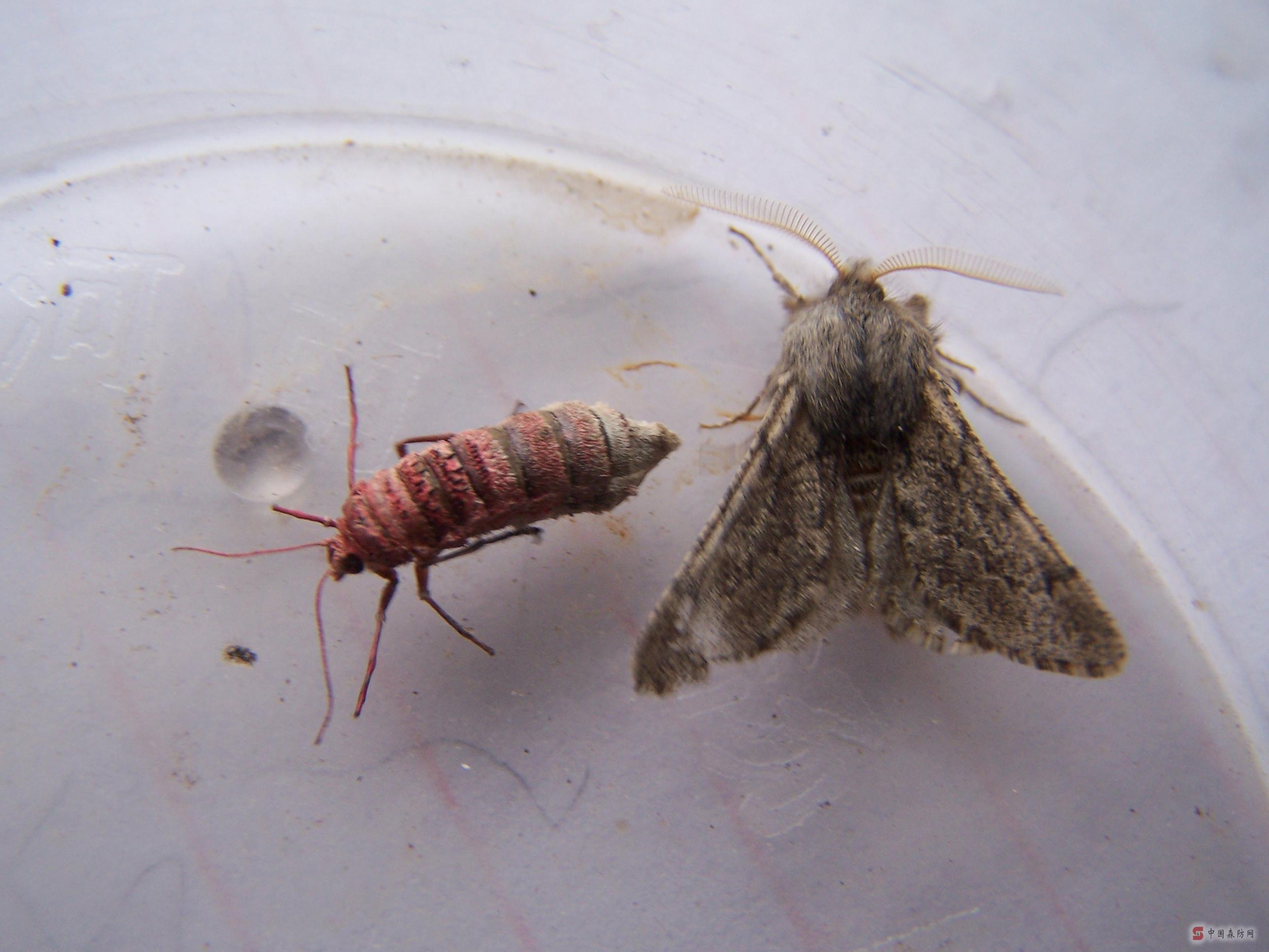  p>春尺蠖是一种有害昆虫,为 a href="#" data-lemmaid="1534992">鳞