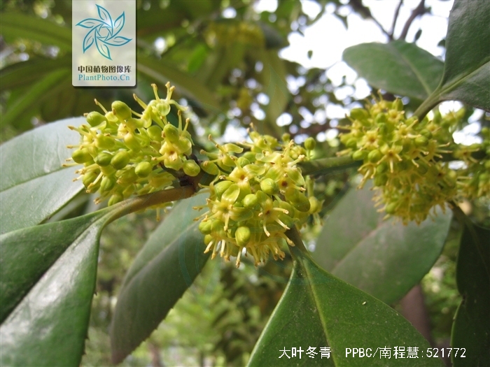  p>大叶冬青(学名:ilex latifolia thunb.